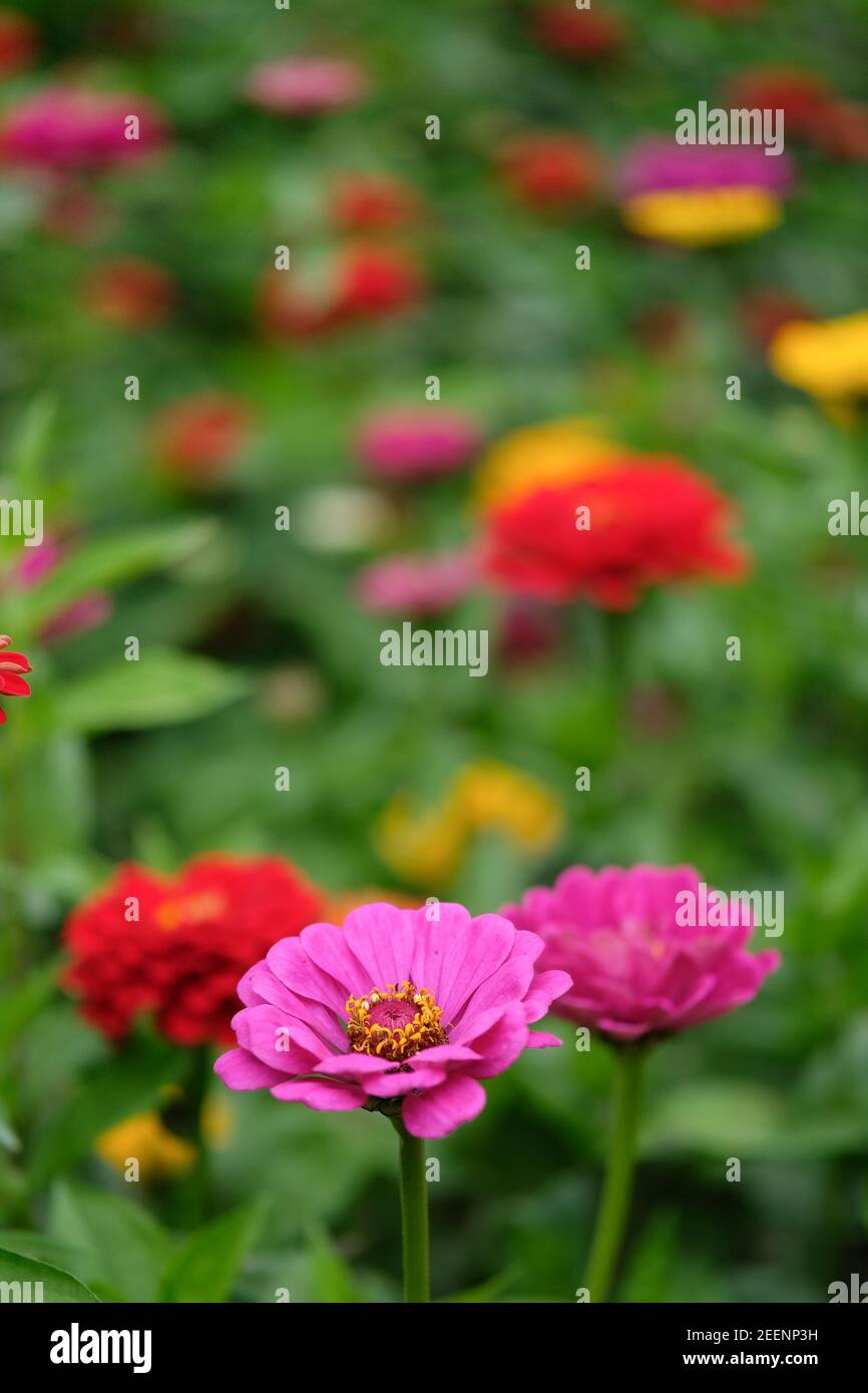 Dahlias in bloom Stock Photo