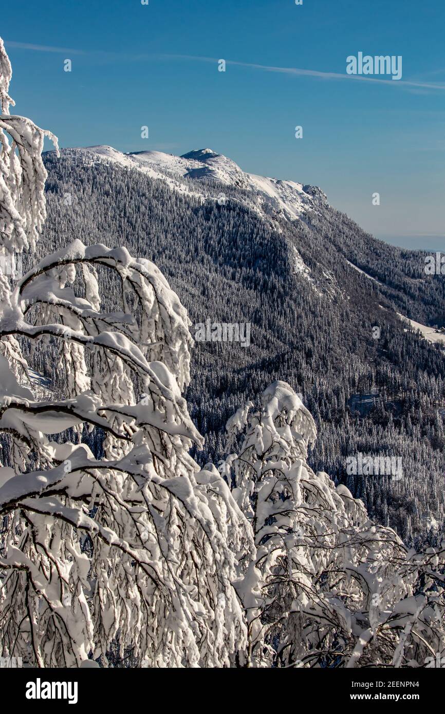 Spruce forest covered in snow Stock Photo - Alamy