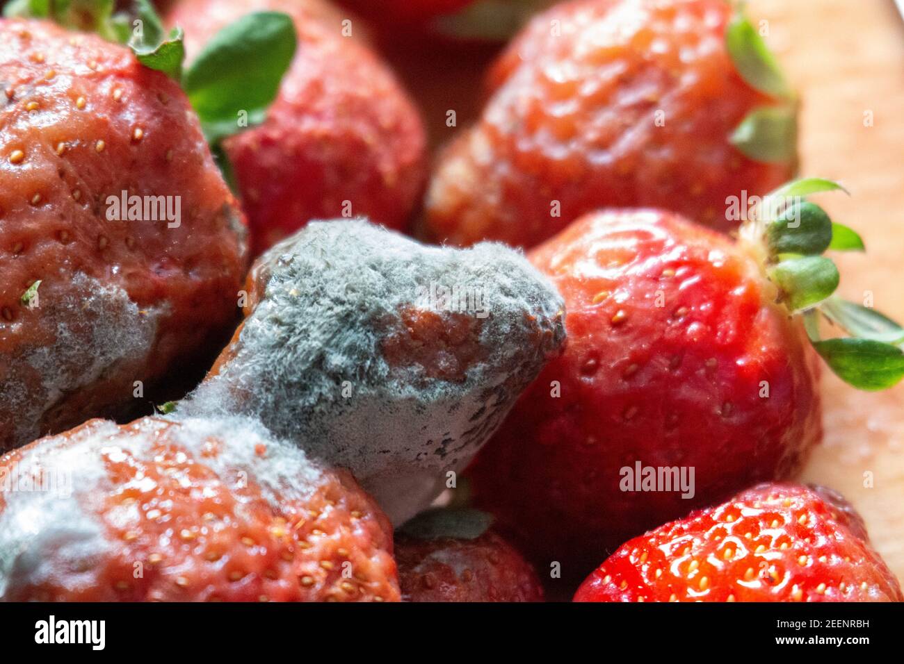 Moldy Fruit High Resolution Stock Photography and Images Alamy