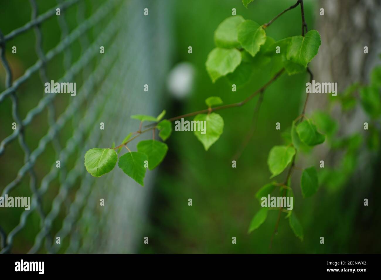 birch tree branch with fresh green leaves near mesh fence Stock Photo