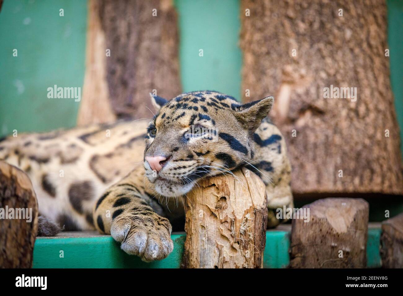 A tiger cub rests on the playground at the zoo. Close-up Stock Photo