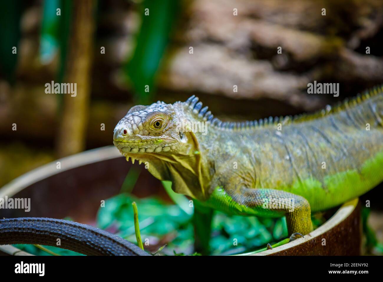 A large lizard monitor lizard crawls on a log. Close-up. Stock Photo