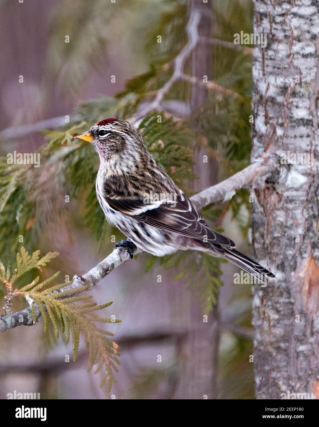 Red poll close-up profile view, perched on a cedar branch tree with a ...