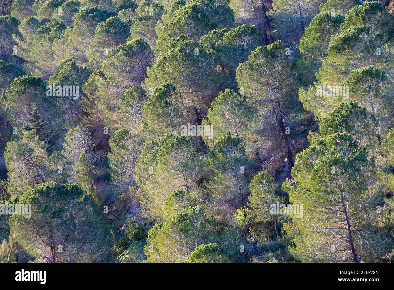 Pine trees in a forest in the Judea mountains near Jerusalem, Israel