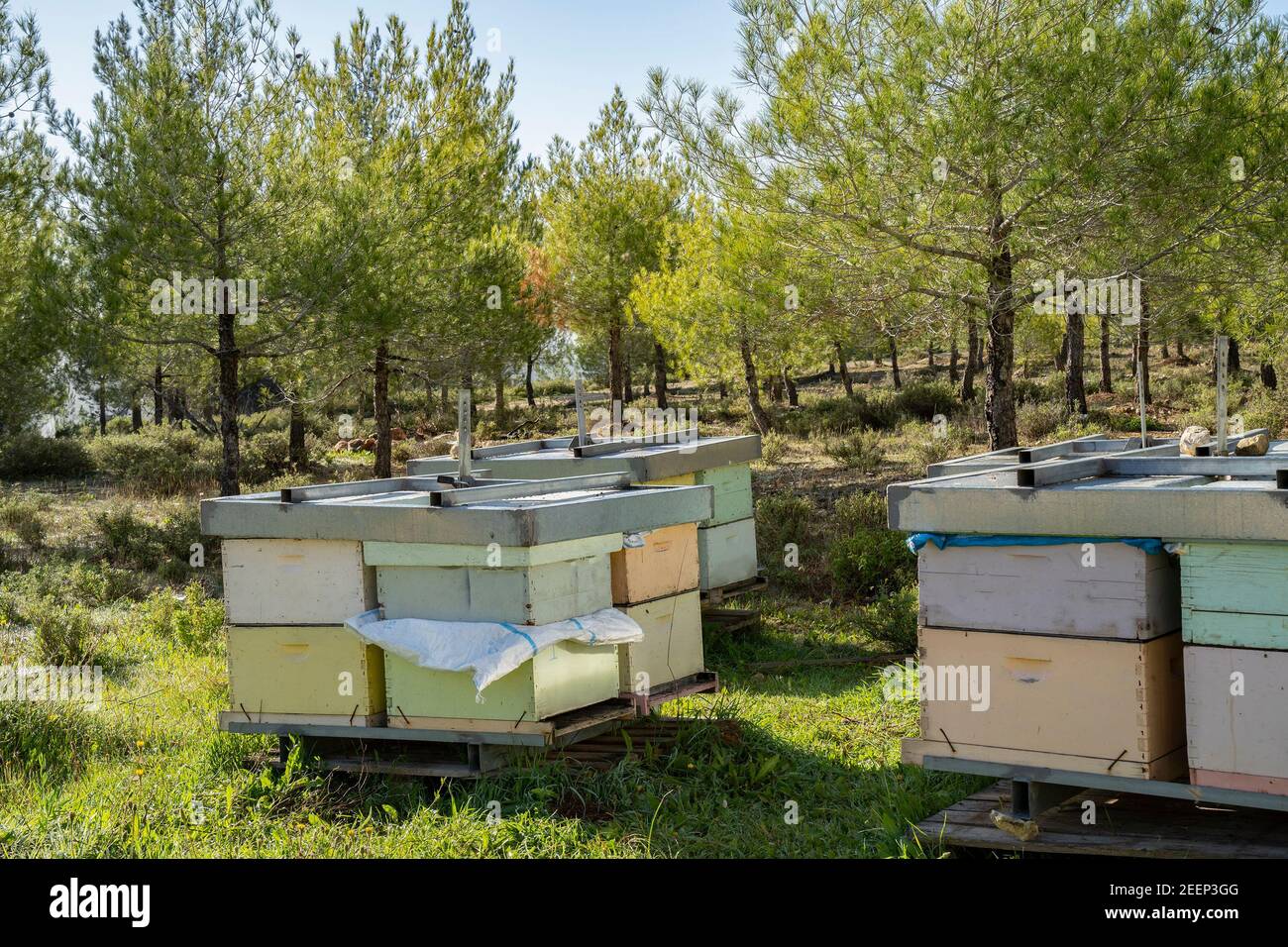 Bee hives in a pine forest in the Judea mountains, Israel, on a sunny day. Stock Photo
