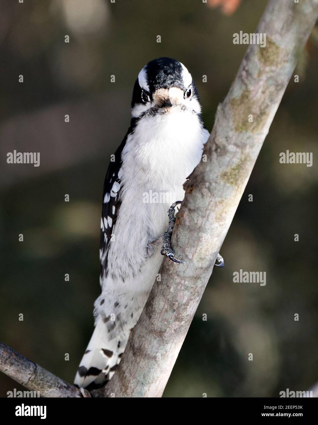 Woodpecker close-up profile view perched looking at camera and displaying feather plumage in its environment and habitat in the forest. Image. Stock Photo