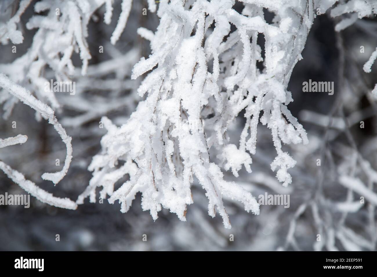 Icy branches on a tree - Waldviertel, Austria Stock Photo