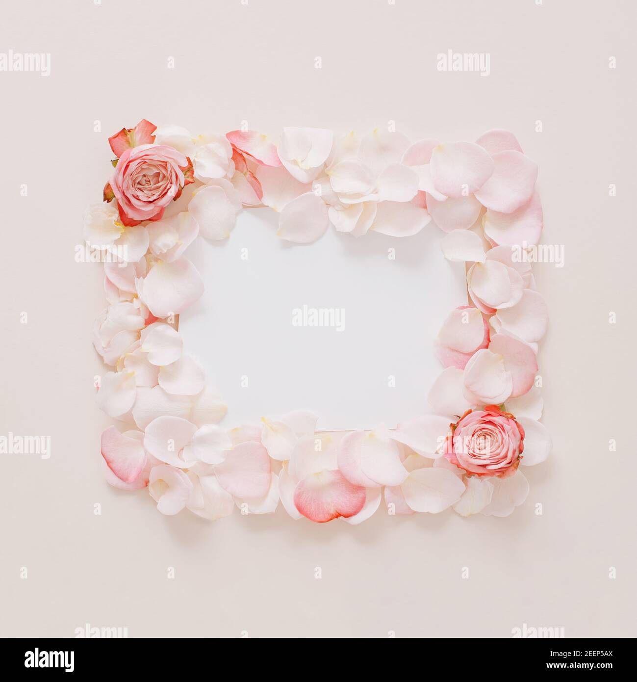 Creative composition made with rose flowers and petals  with paper card note. Minimal nature love background. Spring or summer flowers concept. Stock Photo