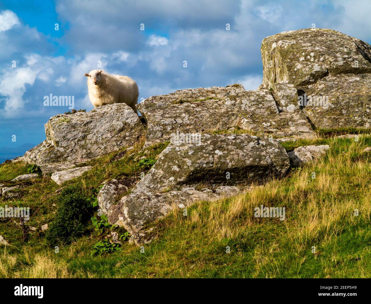 North wales sheep farming hi-res stock photography and images - Alamy
