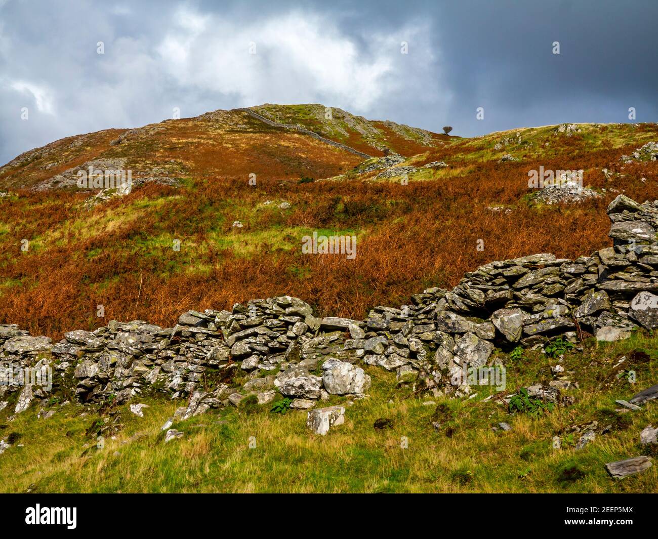 Upland landscape with stone wall and stormy sky at Dinas Oleu near Barmouth in Gwynedd North West Wales UK close to the popular Panorama Walk. Stock Photo