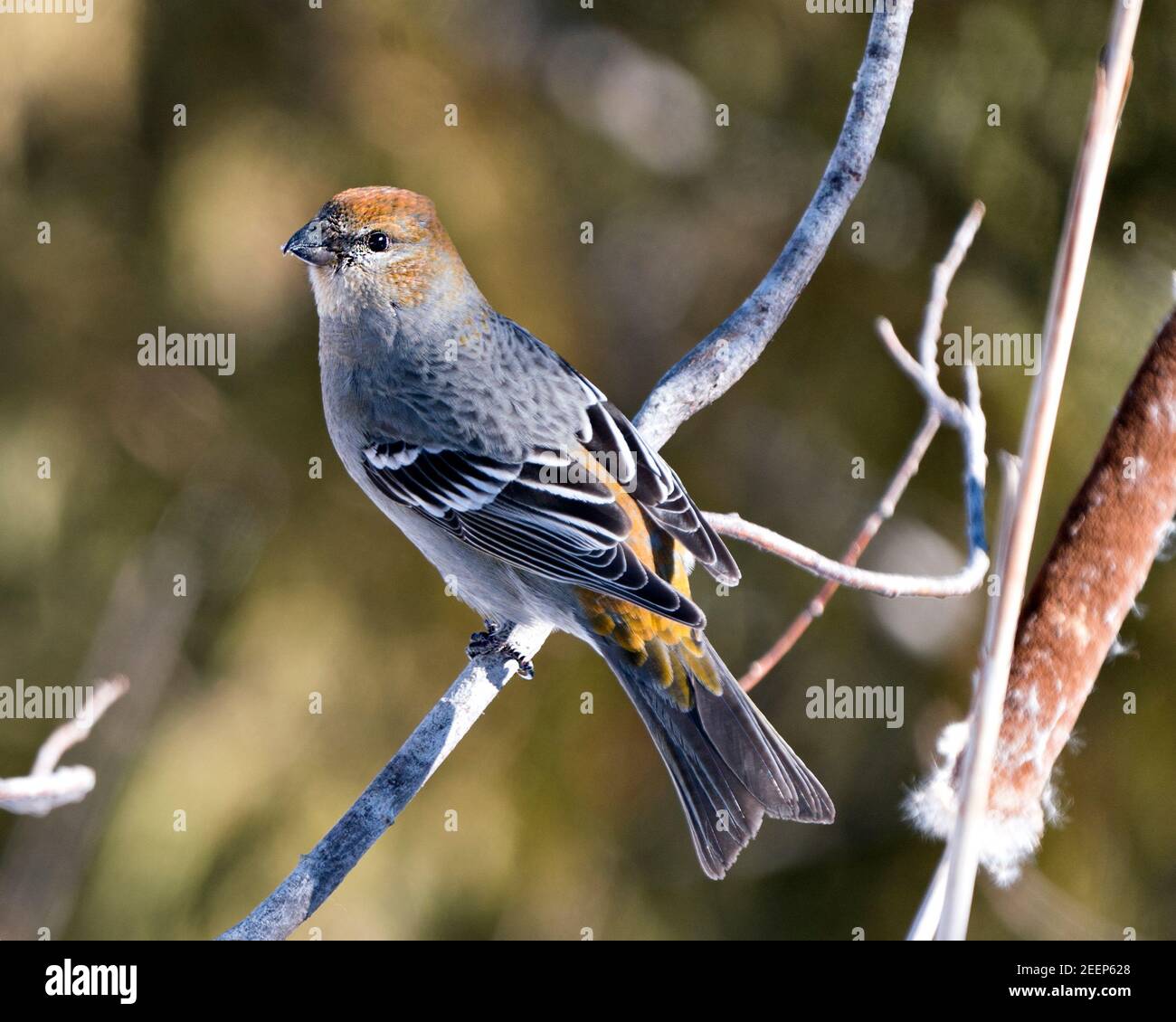 Pine Grosbeak close-up profile view, perched  with a blur background in its environment and habitat. Image. Picture. Portrait. Pine Grosbeak Stock Stock Photo