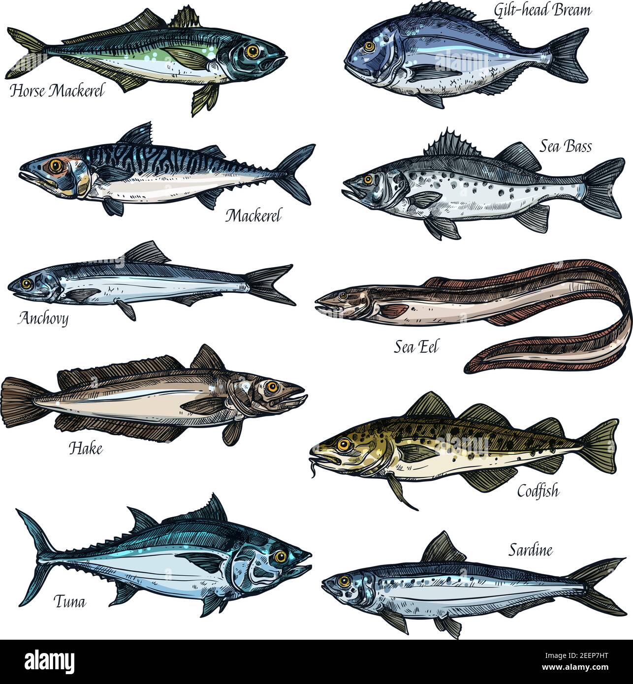 Fish, seafood isolated sketch set. Sea and ocean fish vector icon of