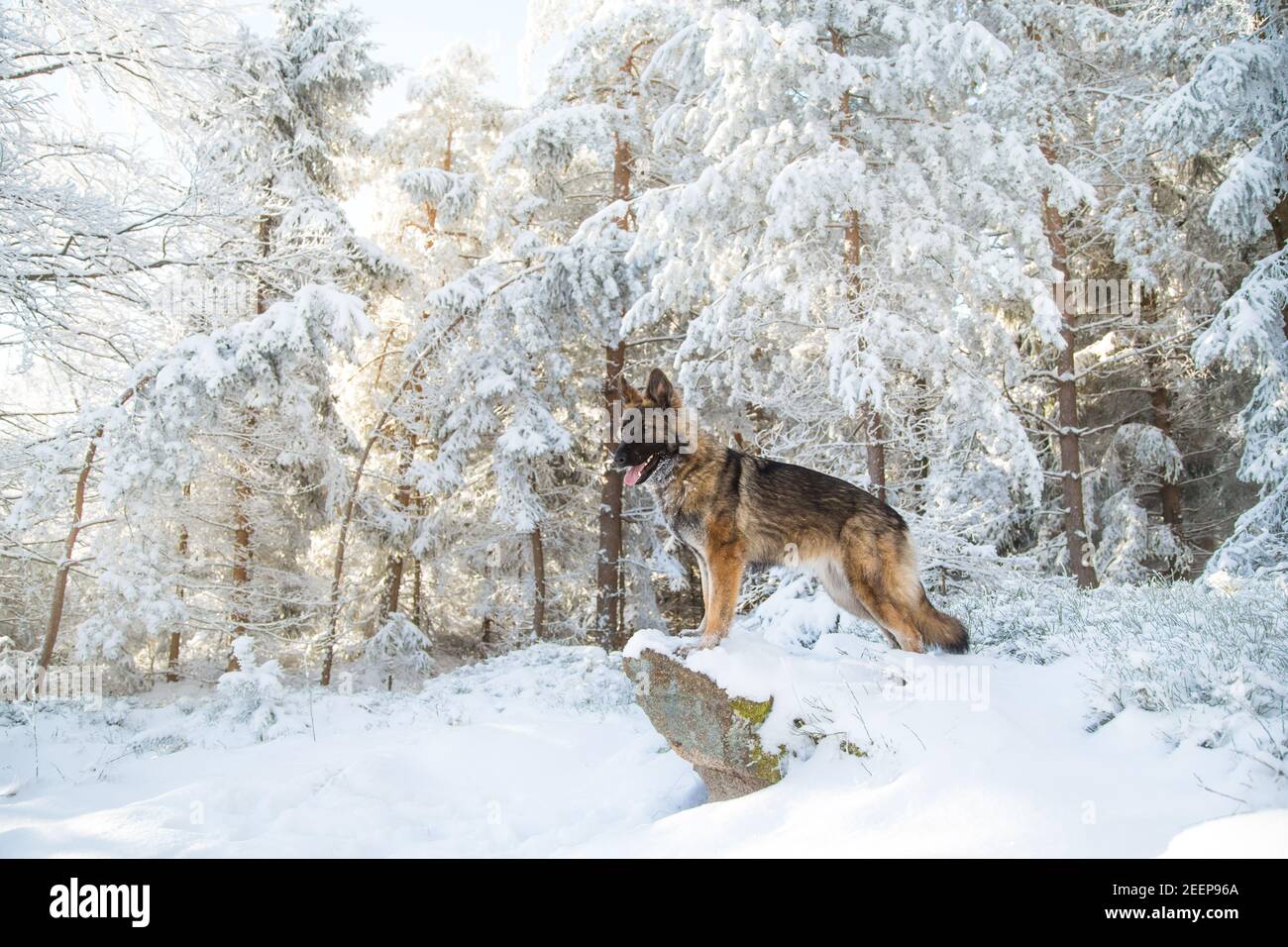 Long-haired German Shepherd Dog (Alsatian) standing in a snowy winter forest Stock Photo