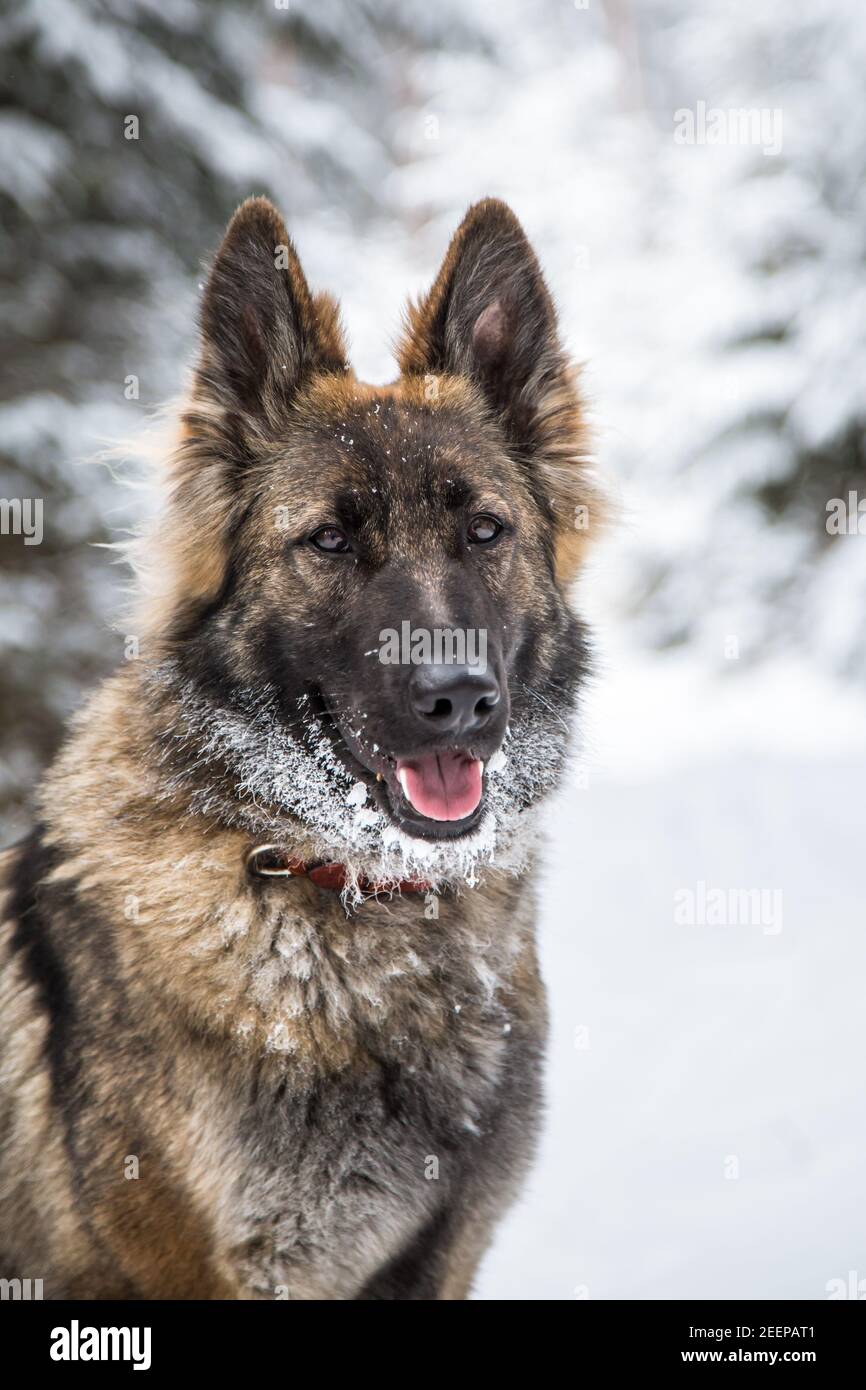 Long-haired German Shepherd Dog (Alsatian) portrait Stock Photo - Alamy