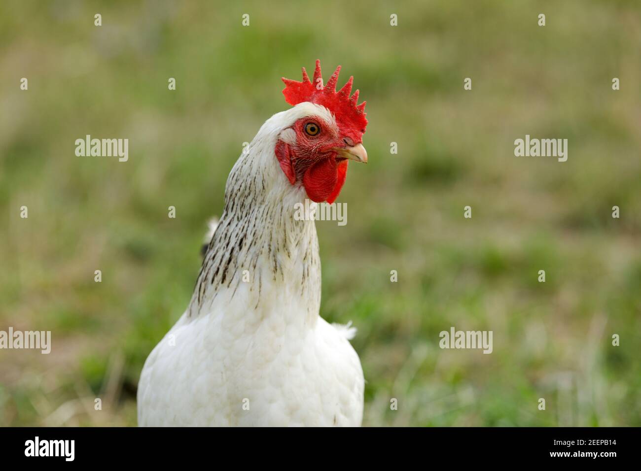 White Leghorn breed of chicken used mainly for laying  white eggs Stock Photo
