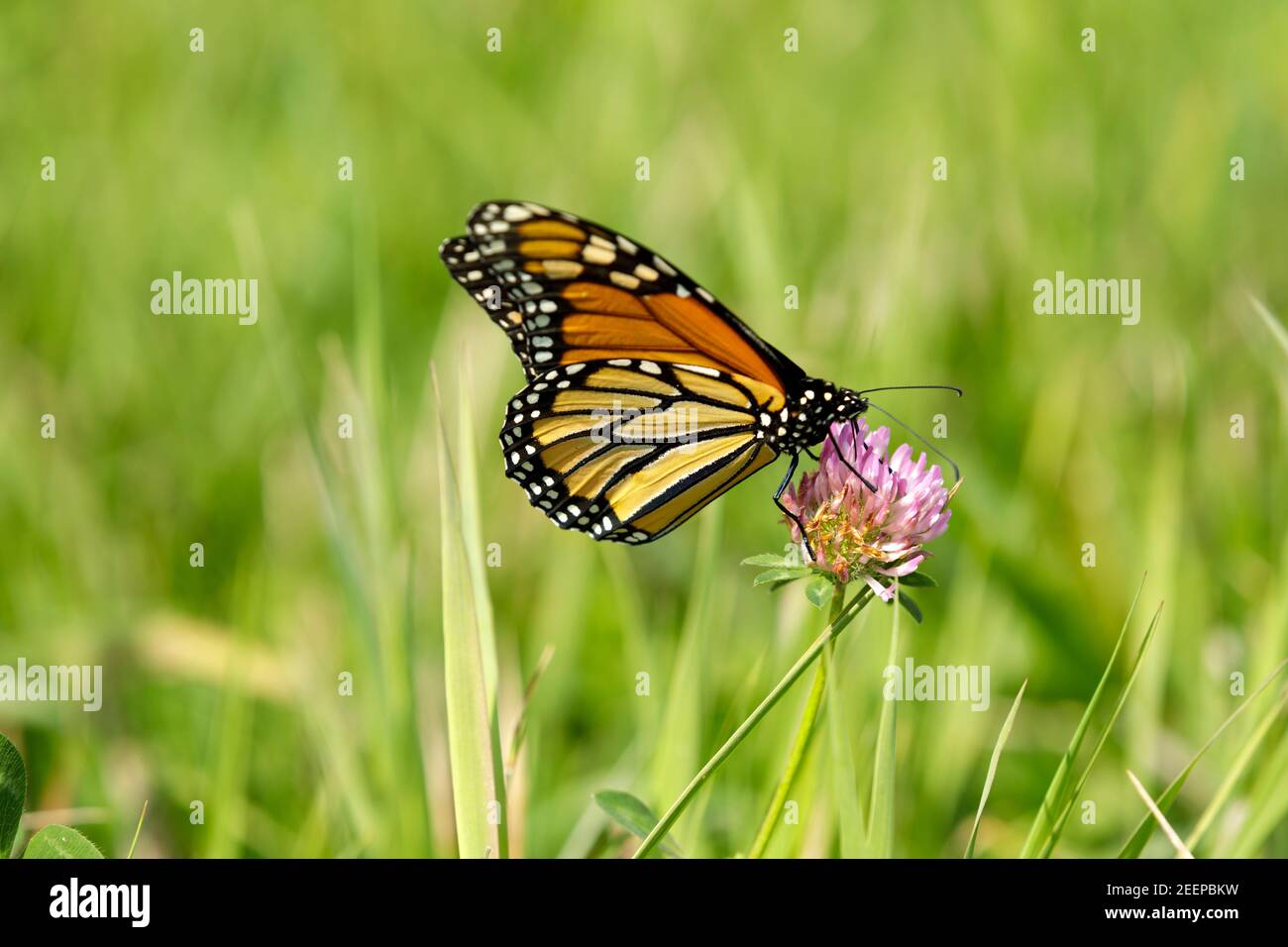 Monarch Butterfly ( Danaus plexippus) feeding on clover bloom. Monarch's are a milkweed butterfly ( subfamily Danainae) in the family Nymphalidae. Stock Photo