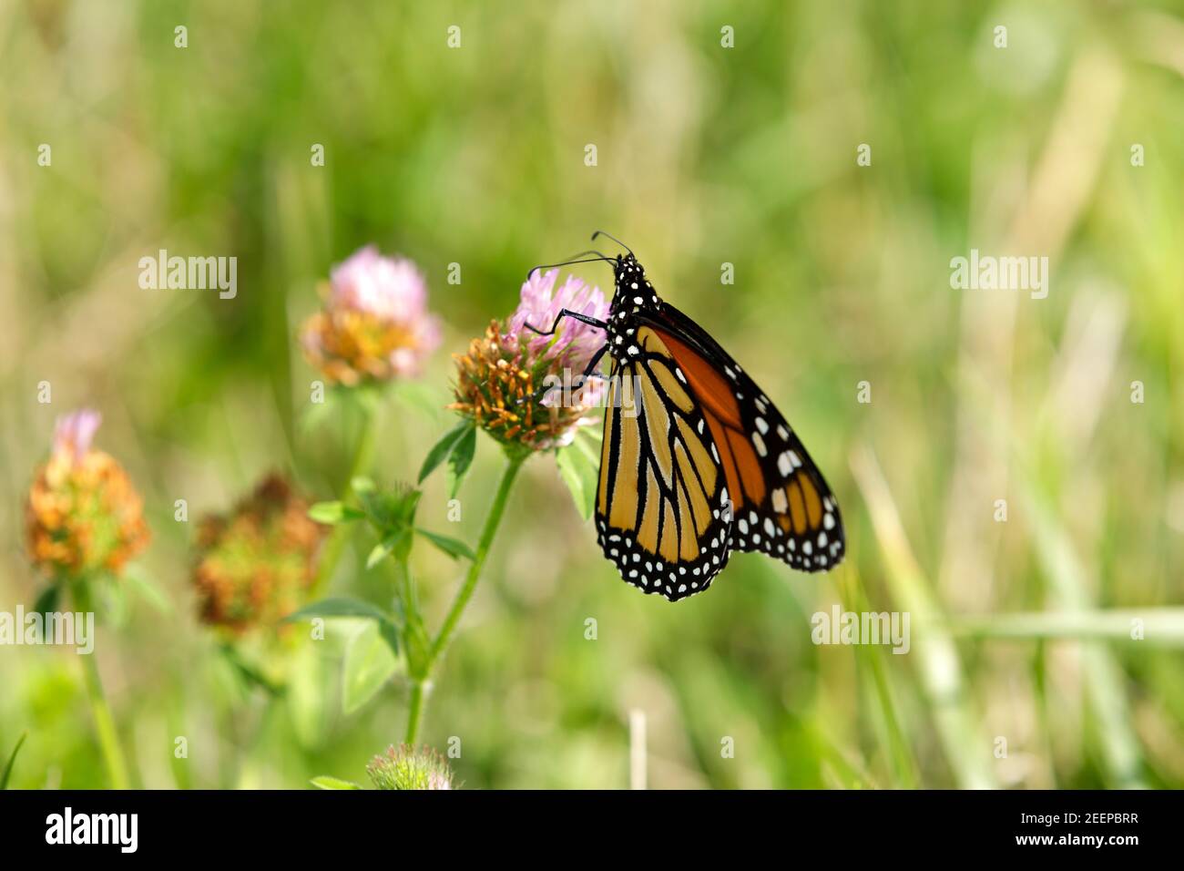 Monarch Butterfly ( Danaus plexippus) feeding on clover bloom. Monarch's are a milkweed butterfly ( subfamily Danainae) in the family Nymphalidae. Stock Photo