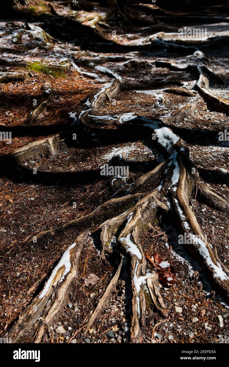Tree root system pattern along the snow dusted trail in Asheville, NC ...