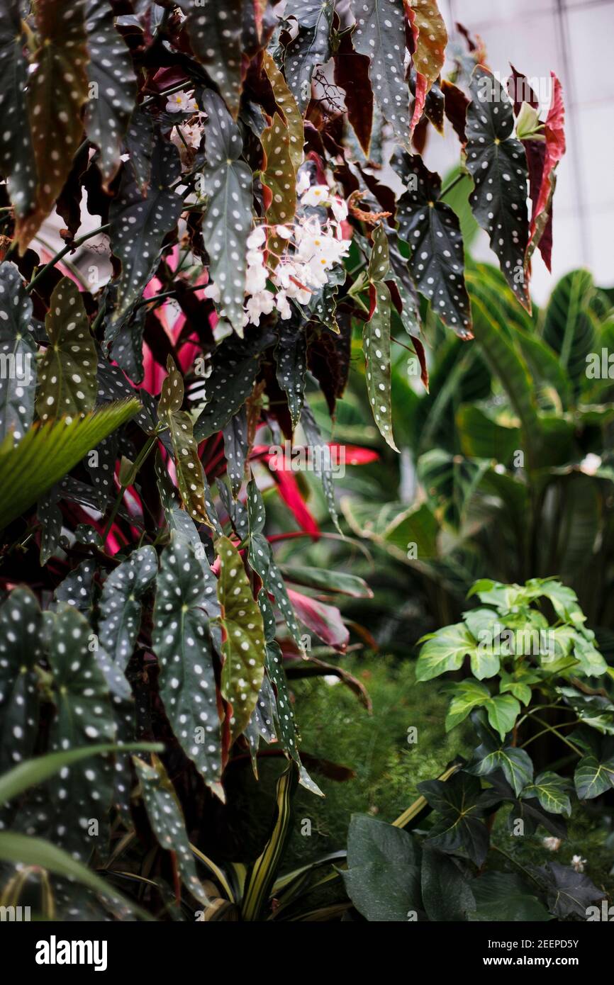 A collection of tropical plants including a begonia in the greenhouse Stock Photo