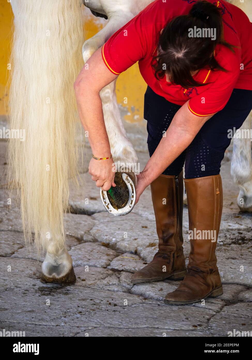 Woman bending down cleaning her horse's hooves and horseshoes in the stable. Stock Photo