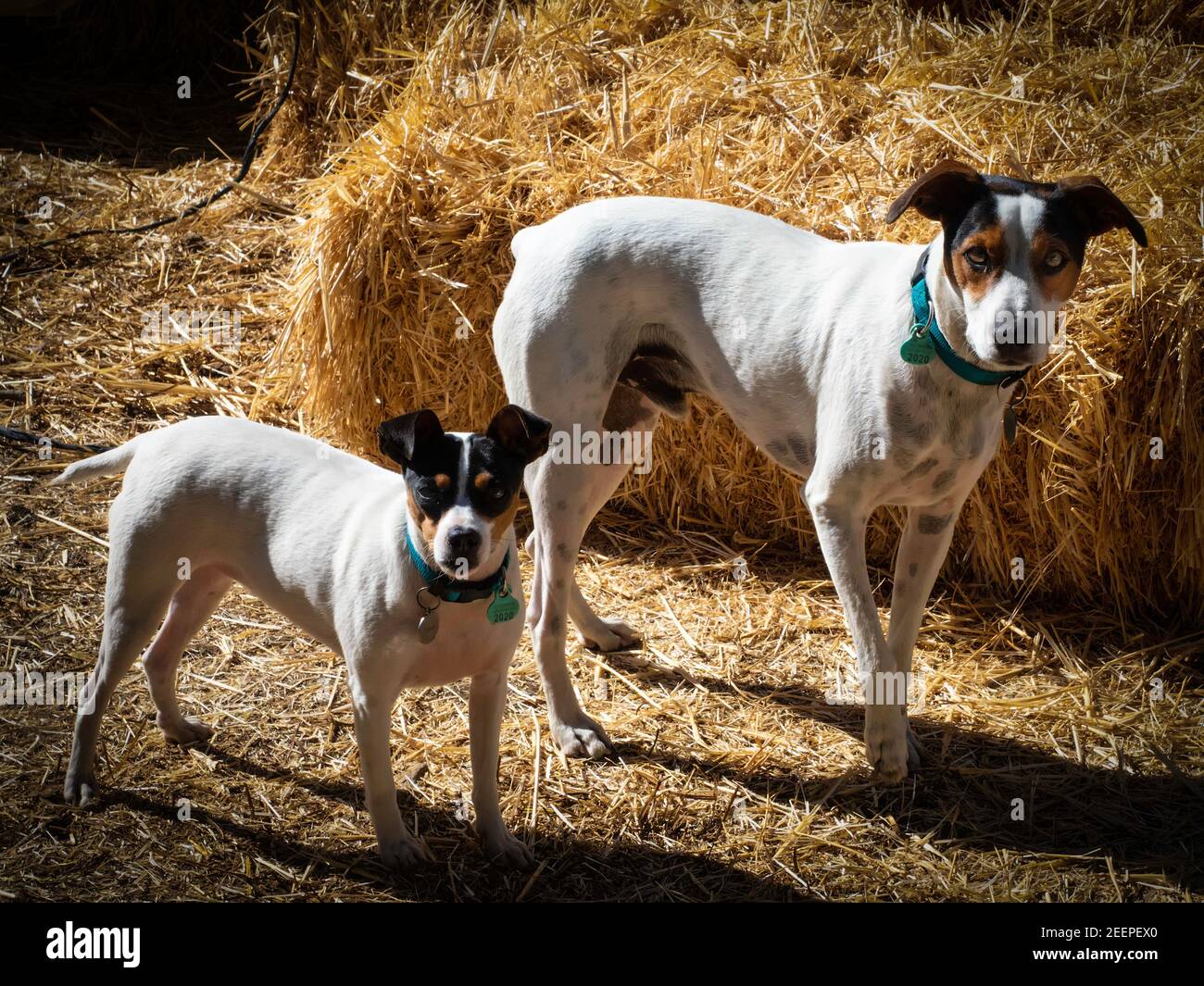 jesse puljujärvi  Scenes, Dogs, Couple photos