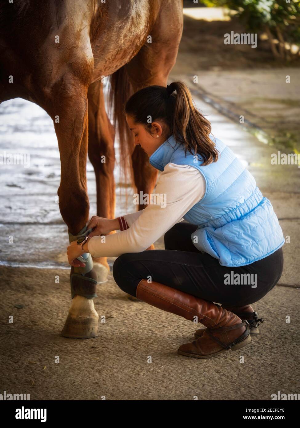 Chica joven con chaleco azul preparando a su caballo para montar en la  cuadra Stock Photo - Alamy