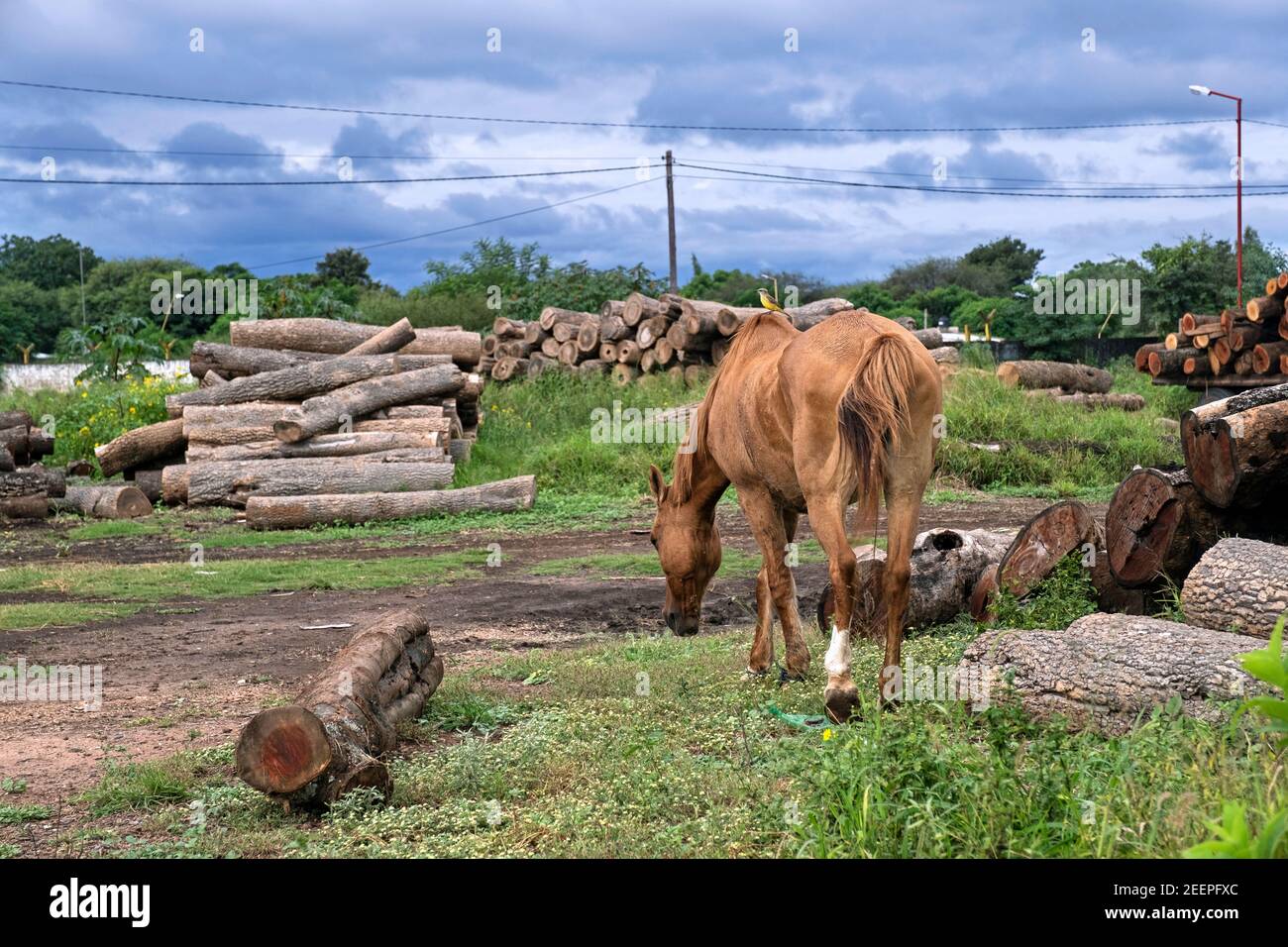 Horse grazing among wood piles of cut timber near the town Pampa del Infierno along National Route 16 in the Chaco province, Argentina Stock Photo