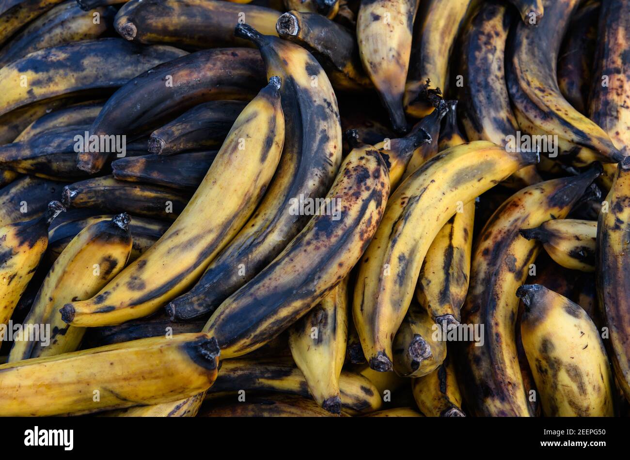 Food waste - Over ripe bananas in a food waste bin at Birmingham Wholesale Markets, Birmingham, England, UK Stock Photo