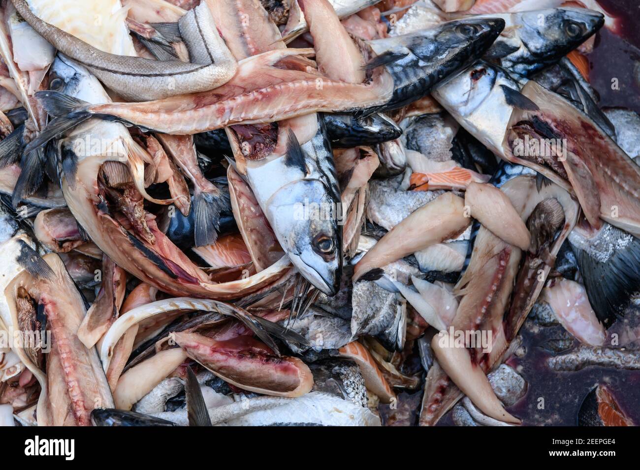 Food waste, fish heads and fish guts in a food waste bin at the Birmingham Wholesale Markert, Birmingham, England, UK Stock Photo