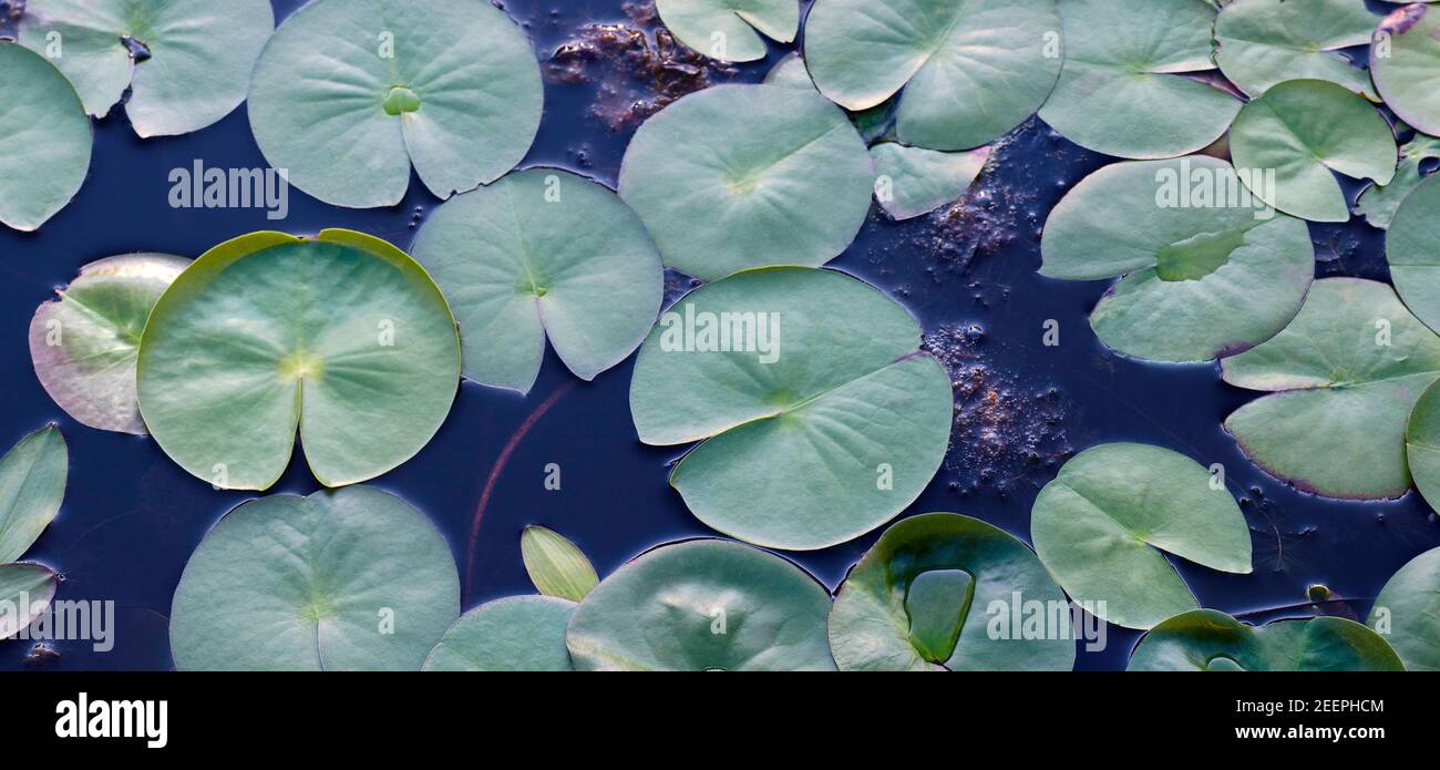 Panoramic of fragrant waterlily (Nymphaea odorata) lilypads on a wetland in the Greene-Sullivan State Forest in southwestern Indiana. Stock Photo