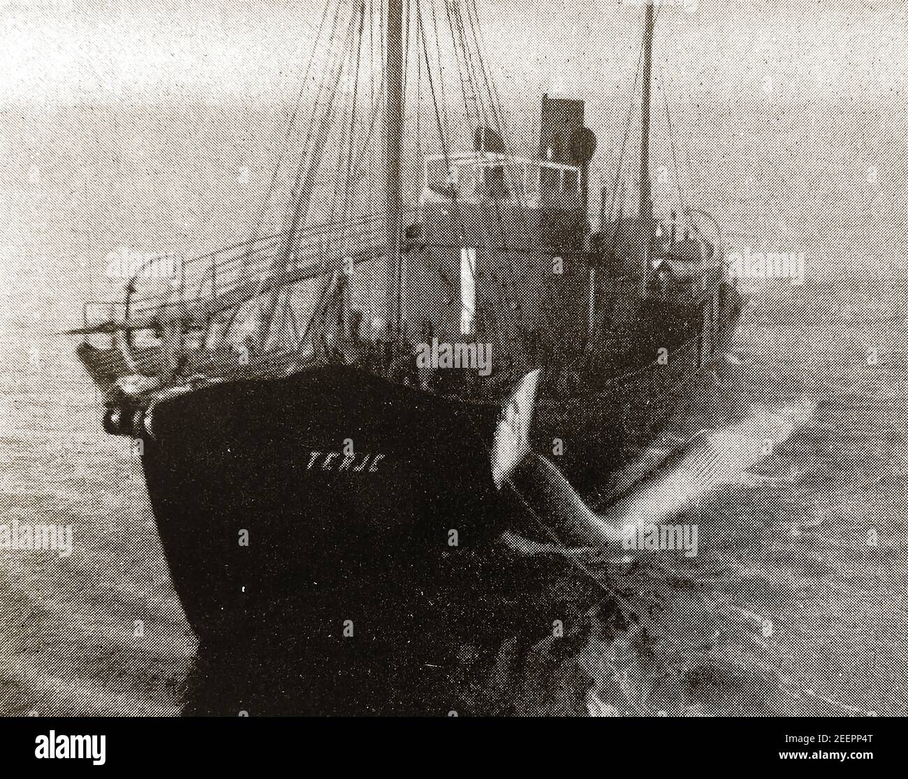 An old printed photgraph showing a Norwegian whaling ship, the Terje, (Thor's spear)  towing a whale to the Factory Ship to be processed Stock Photo
