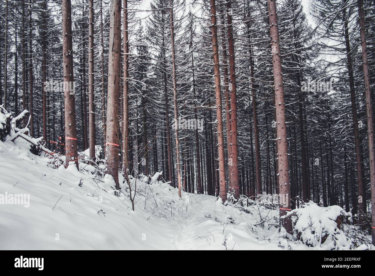 Winter in Harz Mountains National Park, Germany. Moody snow covered
