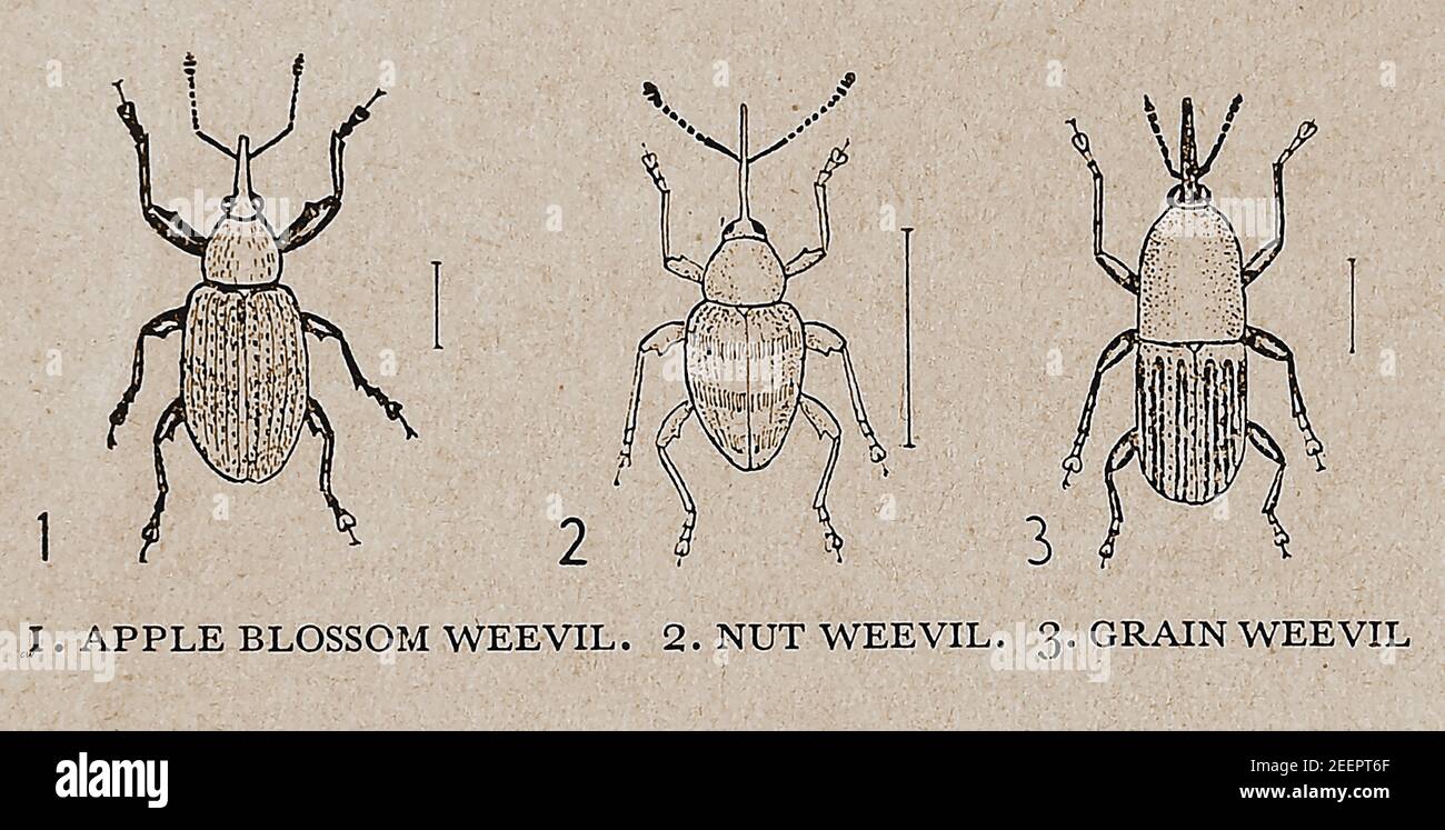 A circa 1930's British illustration showing the kinds of weevil commonly found at that time. These  beetles belonging to the superfamily Curculionoidea, have elongated snoutsand usually measure 6 mm (1⁄4 in) in length. They are herbivorous.Though there are around 97,000 types of known weevil, these were obviously the one's most commonly seen by  readers in the 1930s. - APPLE BLOSSOM WEEVIL ( Anthonomus pomorum) -NUT WEEVIL  (Curculio Nucum) - GRAIN WEEVI (aka Wheat Weevil Sitophilus granarius) Stock Photo