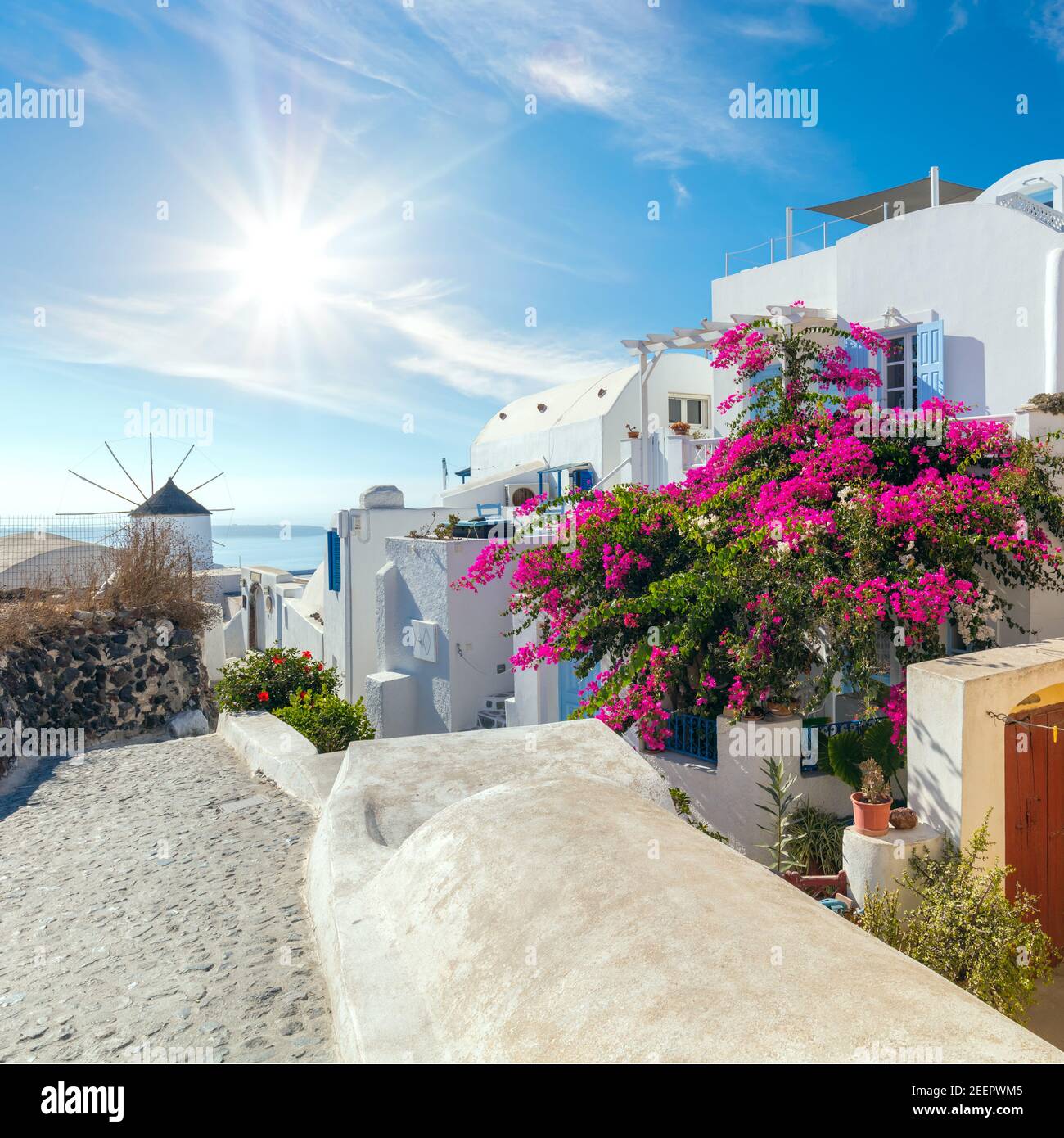 Traditional Cycladic  street with blooming flowers in the summer, Santorini, Oia street, Greece Stock Photo