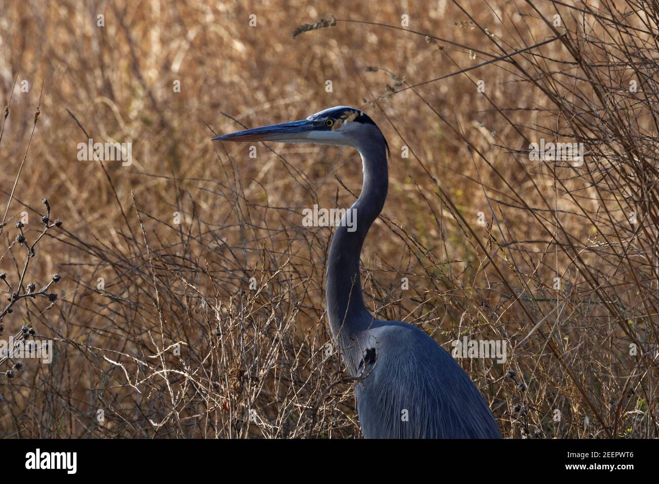 Golden beauty of dried grasses veil the gray, blue, and black hues of Great Blue Heron at Coluso National Wildlife Refuge in California Stock Photo