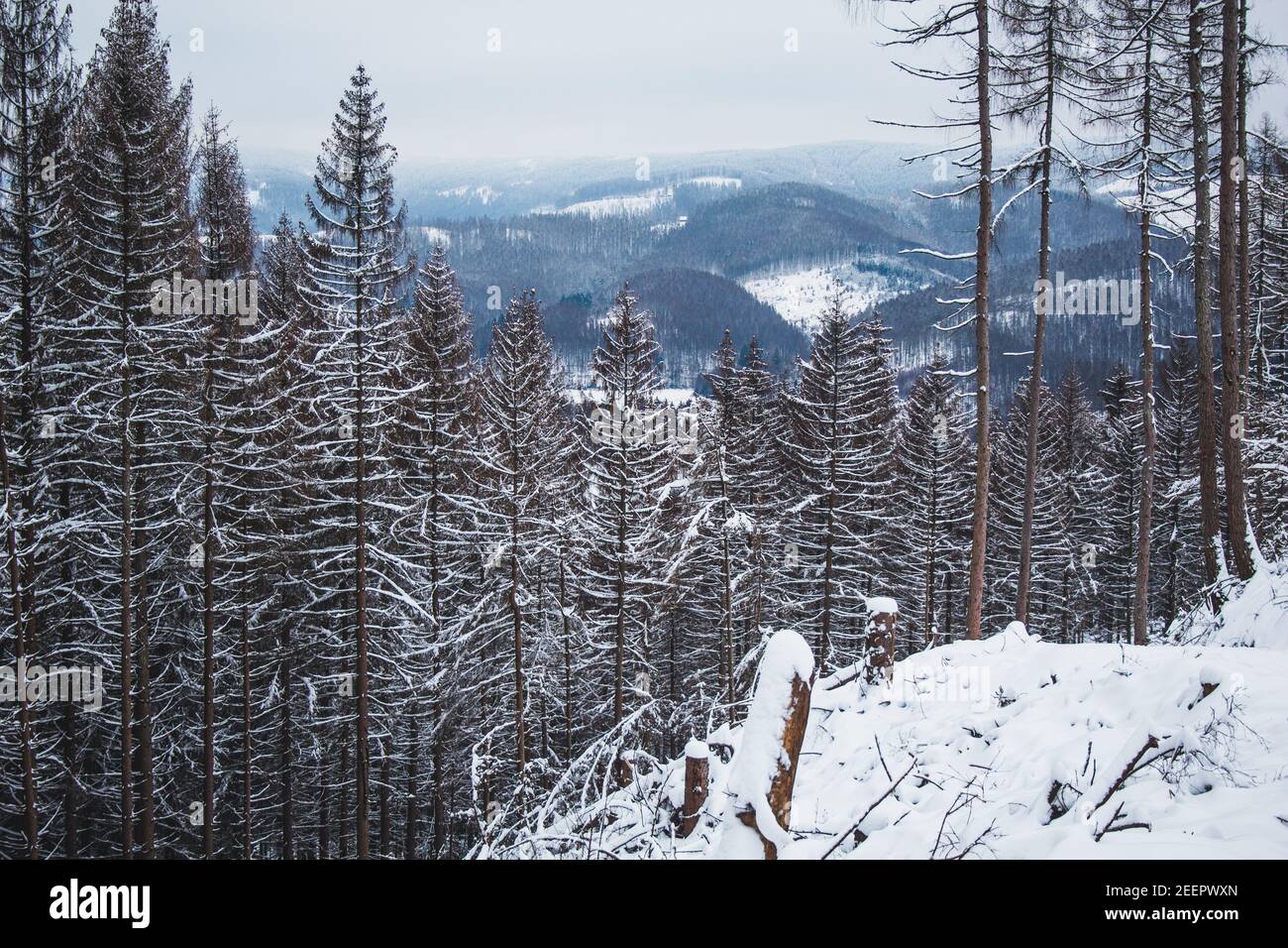 Winter in Harz Mountains National Park, Germany. Moody snow covered ...