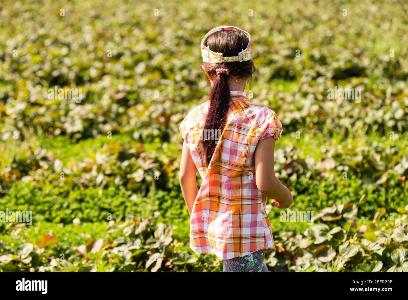 little girl picking strawberries in the field Stock Photo - Alamy