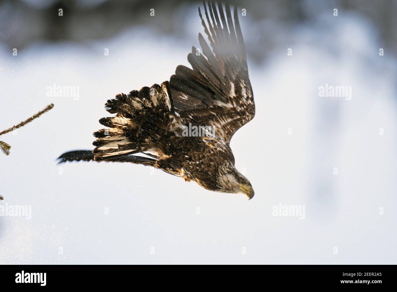An immature bald eagle dives off a conifer after a snowstorm in spring. Yaak Valley, northwest Montana. (Photo by Randy Beacham) Stock Photo
