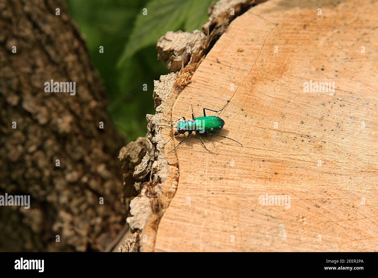 A Six-spotted Tiger Beetle (Cicindela sexguttata) Stock Photo