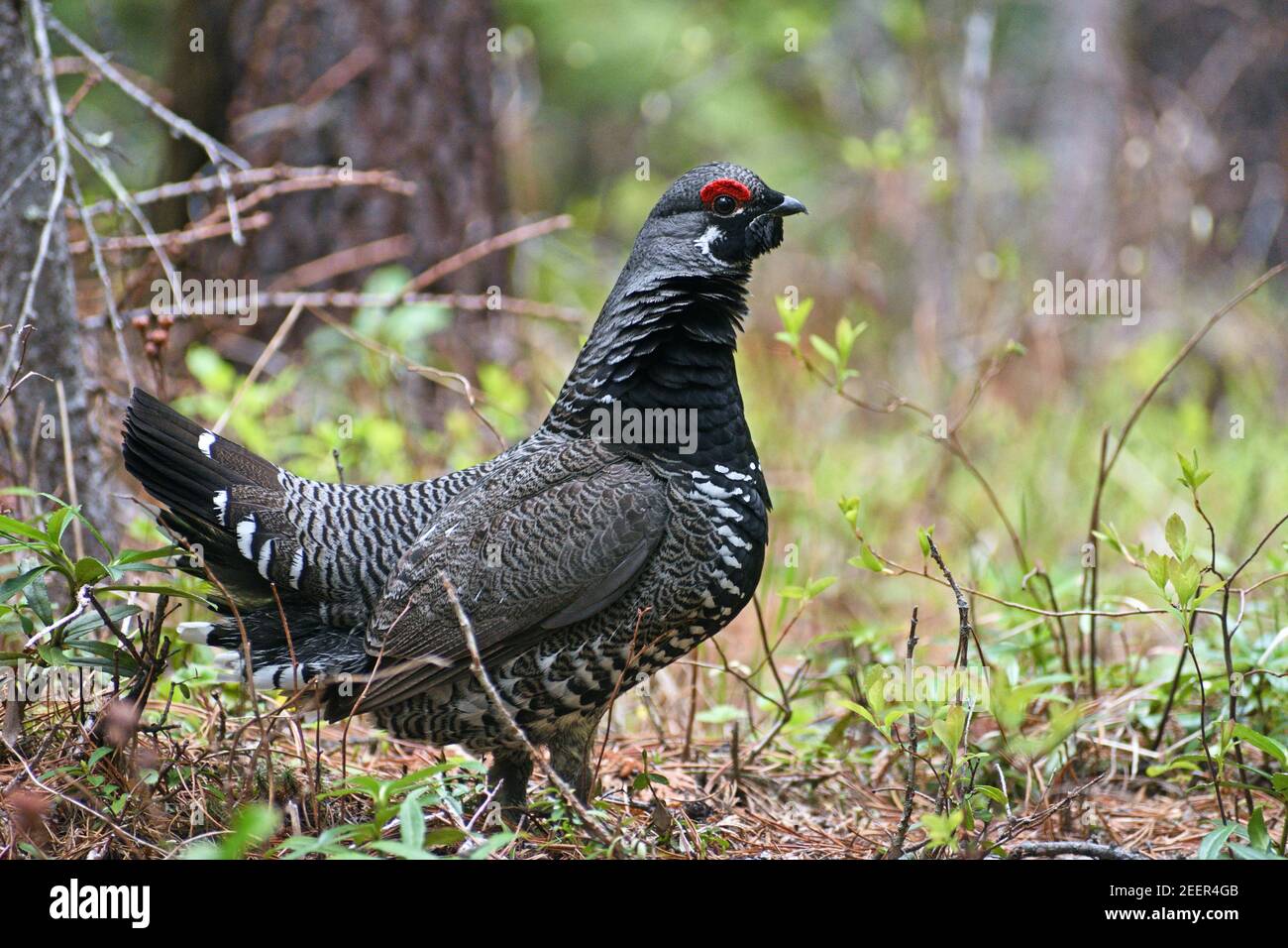 Male spruce grouse in spring mating season. Kootenai National Forest in the Purcell Mountains, northwest Montana. (Photo by Randy Beacham) Stock Photo