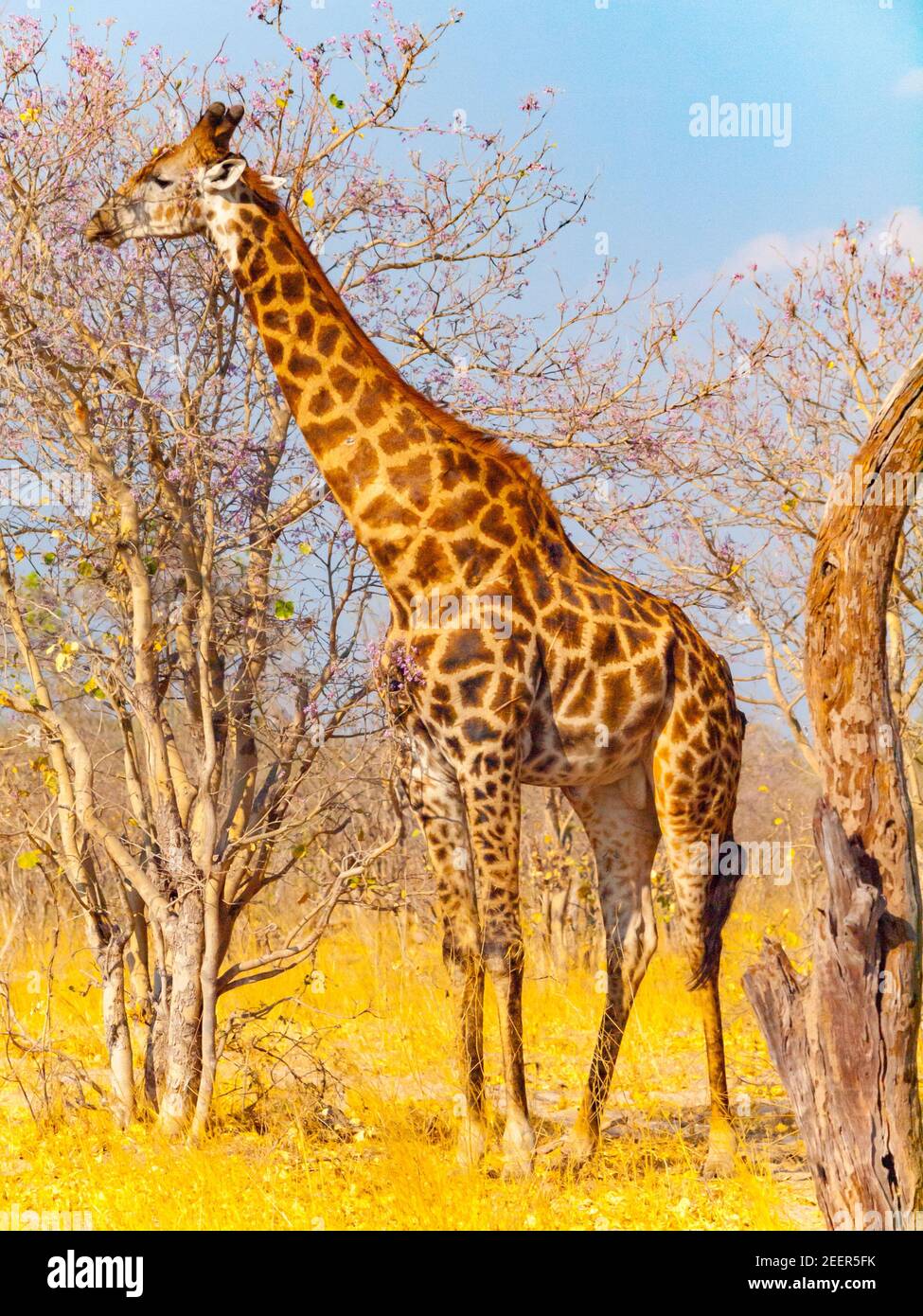 Giraffe in african savanna Stock Photo - Alamy