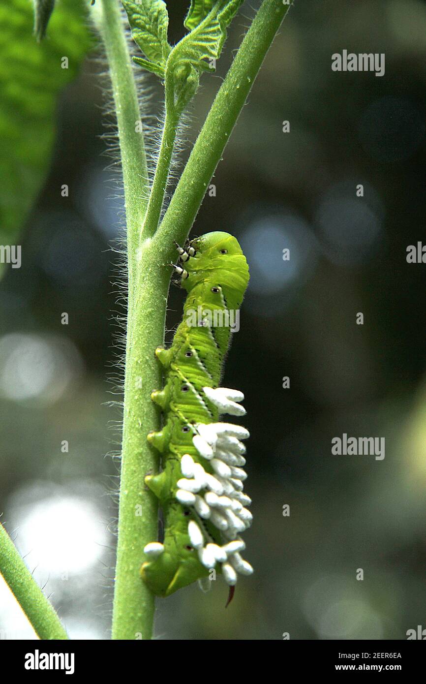 A Tomato hornworm with parasitic wasp cocoons Stock Photo