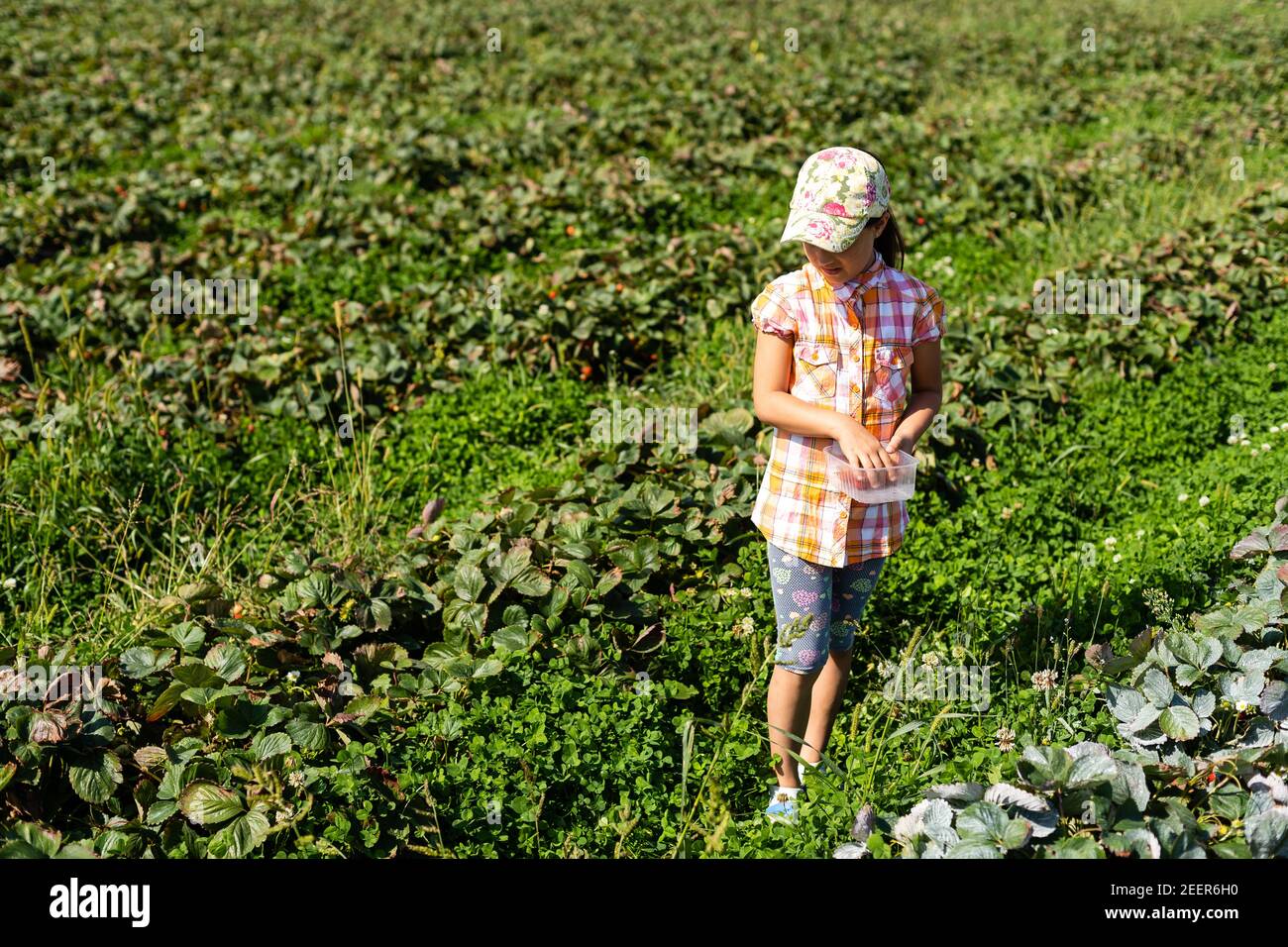 little girl picking strawberries in the field Stock Photo - Alamy