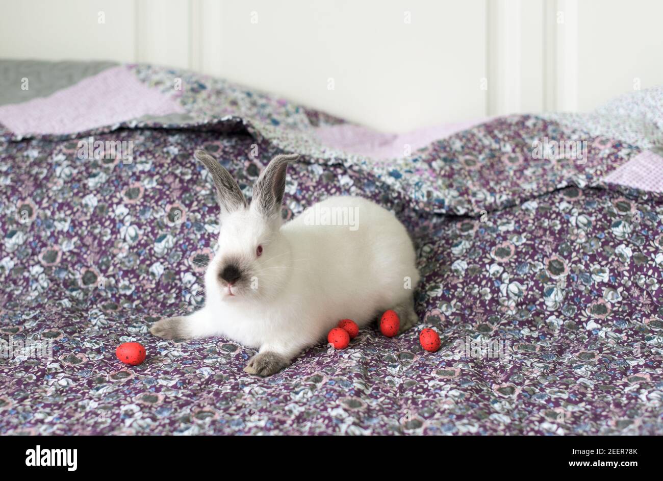 White Easter Bunny with red eyes on a blanket and Easter eggs Stock Photo