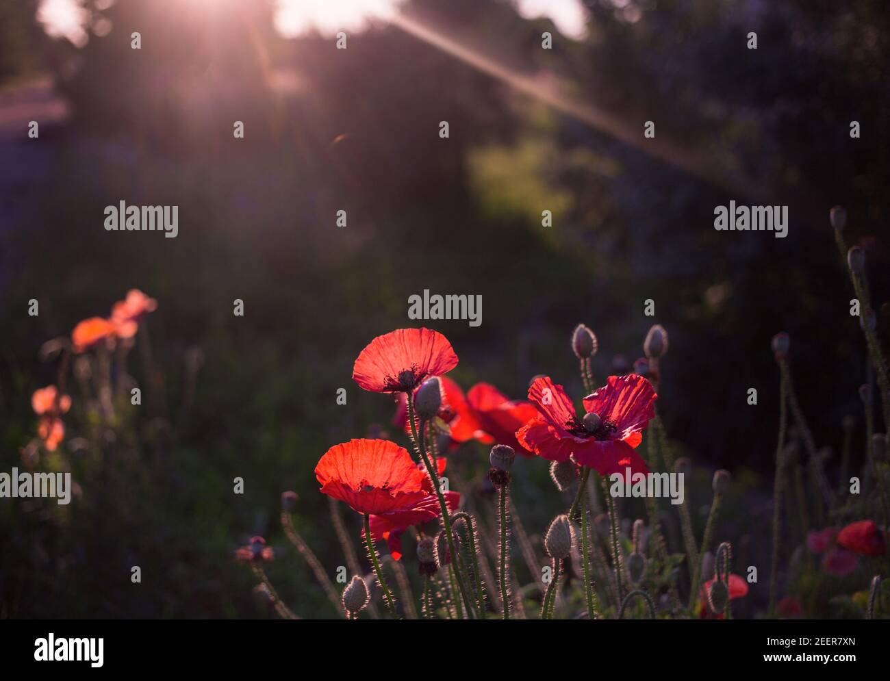 wild poppy flowers in the light of the setting sun. symbol of memory of the soldiers who died in the war. copy space Stock Photo