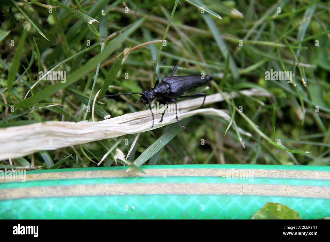Black beetle with long body and antennae in Virginia, USA Stock Photo