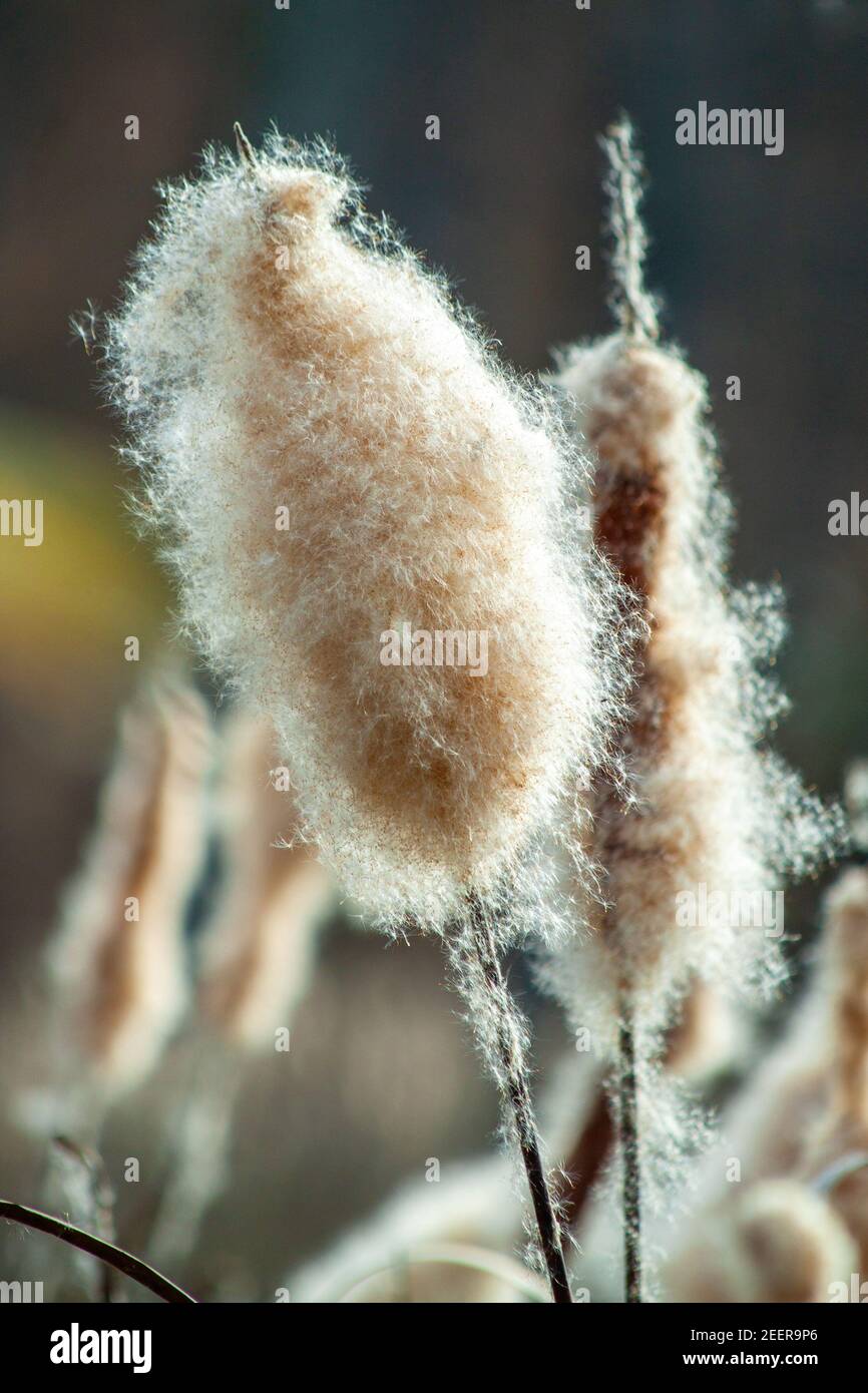 Seeds of fluffy cattail close-up. Coastal vegetation near the lake. Late  Autumn Stock Photo - Alamy