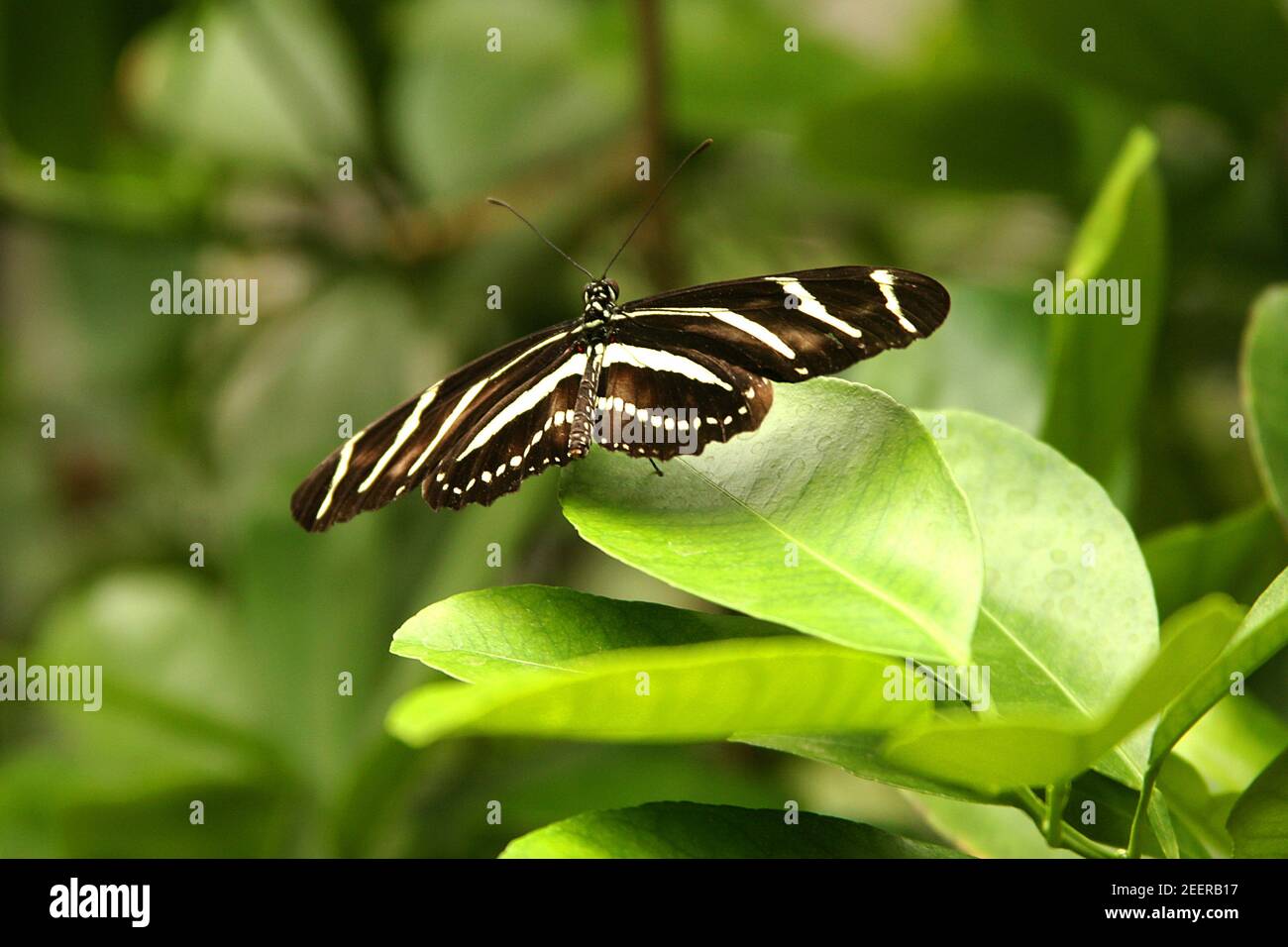 Zebra Longwing Butterfly (Heliconius charithonia) Stock Photo