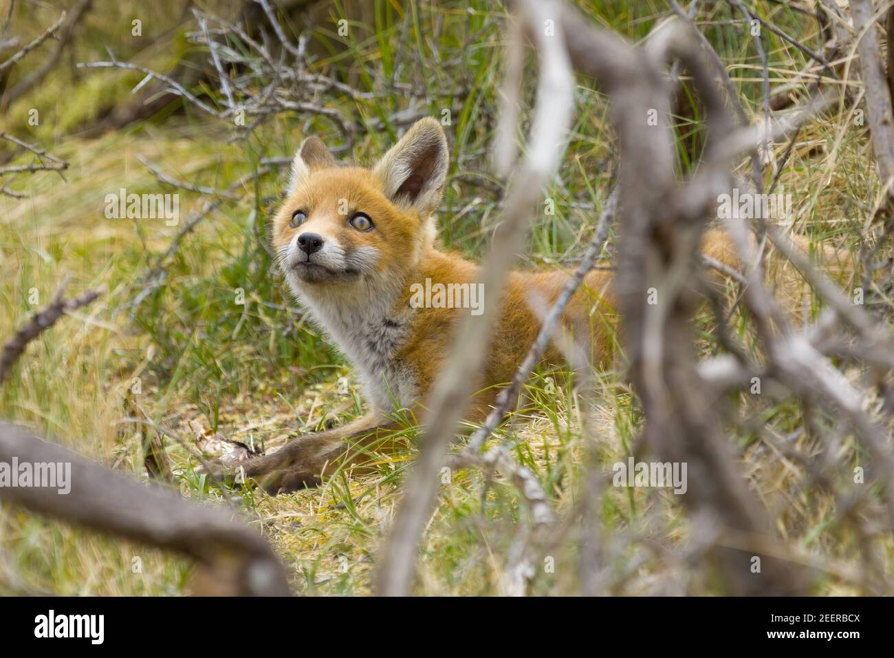 A cute young red fox cub, vulpes vulpes, is exploring the world not far outside it's den Stock Photo
