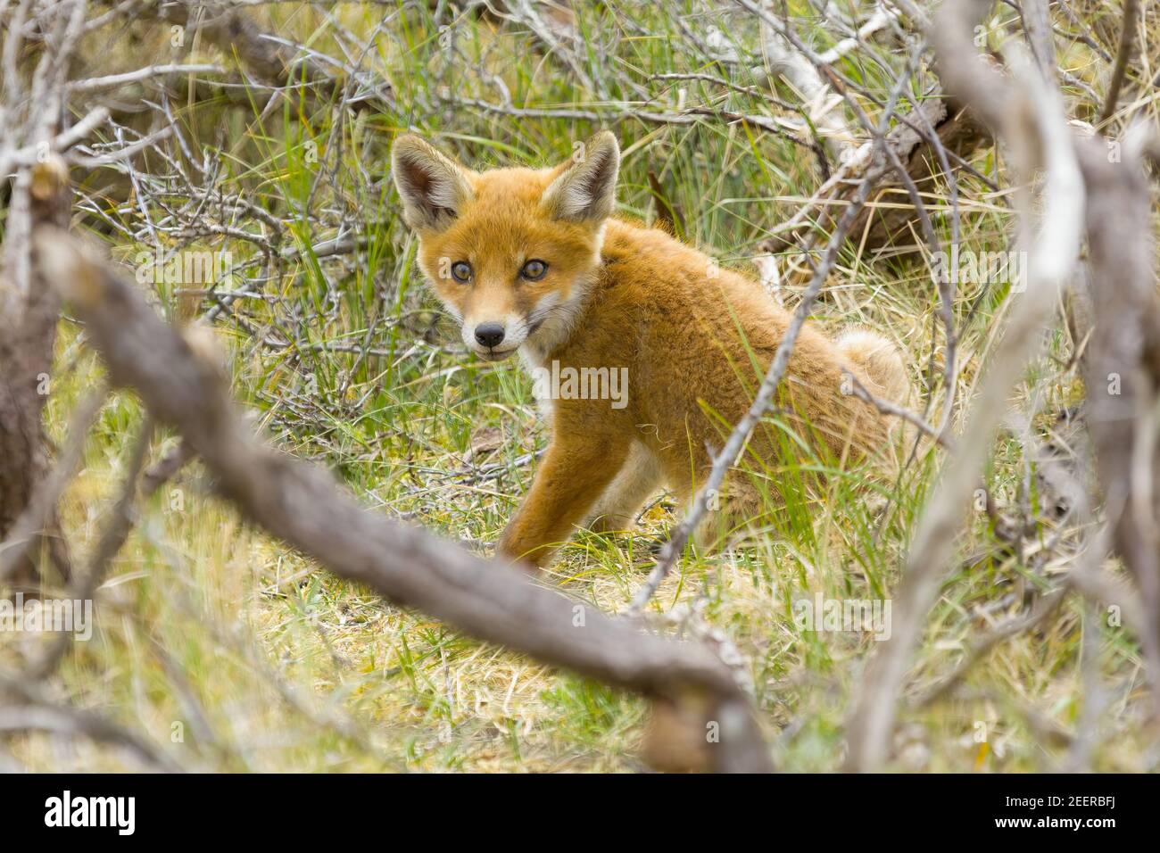 A cute young red fox cub, vulpes vulpes, is exploring the world not far outside it's den Stock Photo